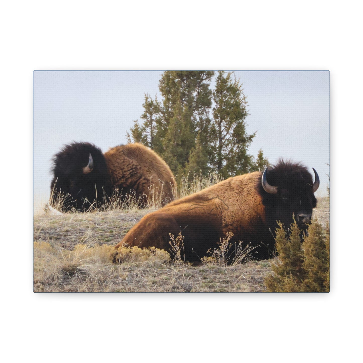 Two Bull Buffalo Canvas