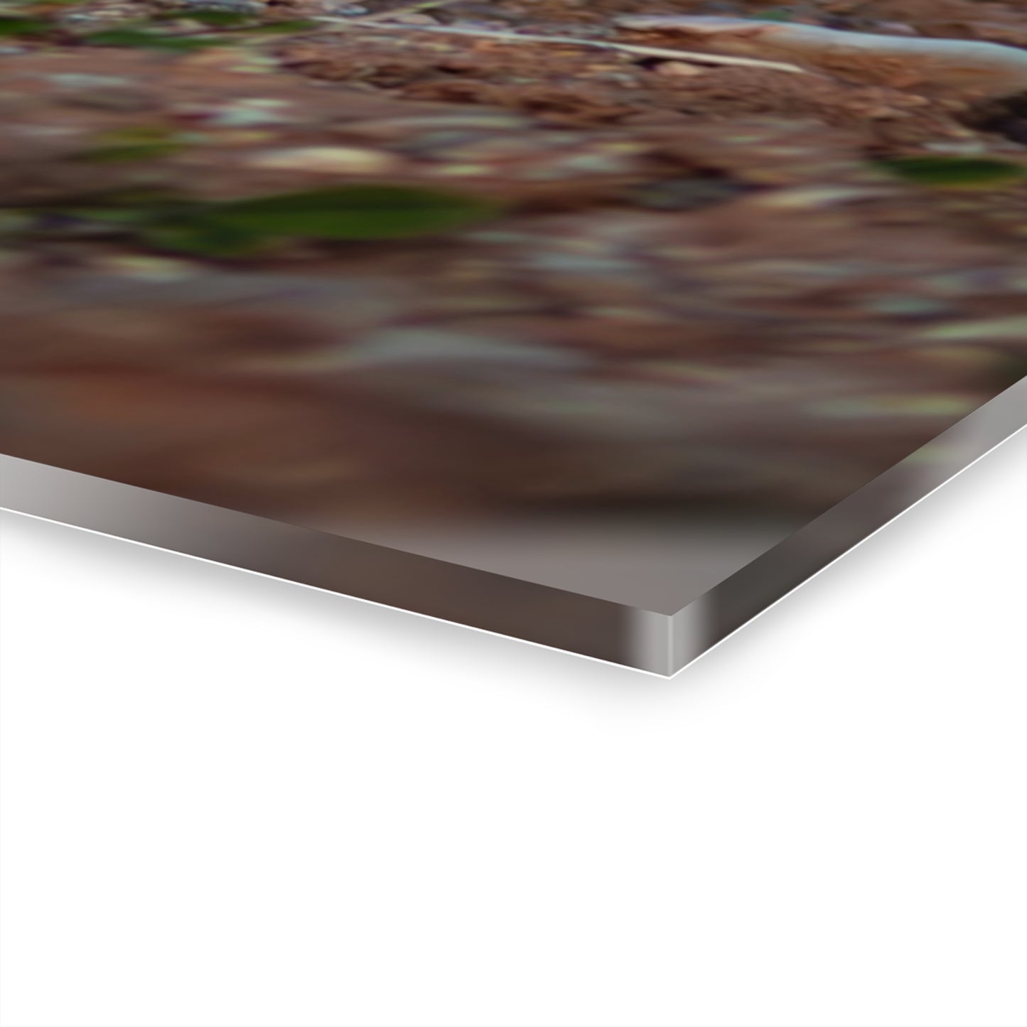 Gentle Antelope Fawn Acrylic