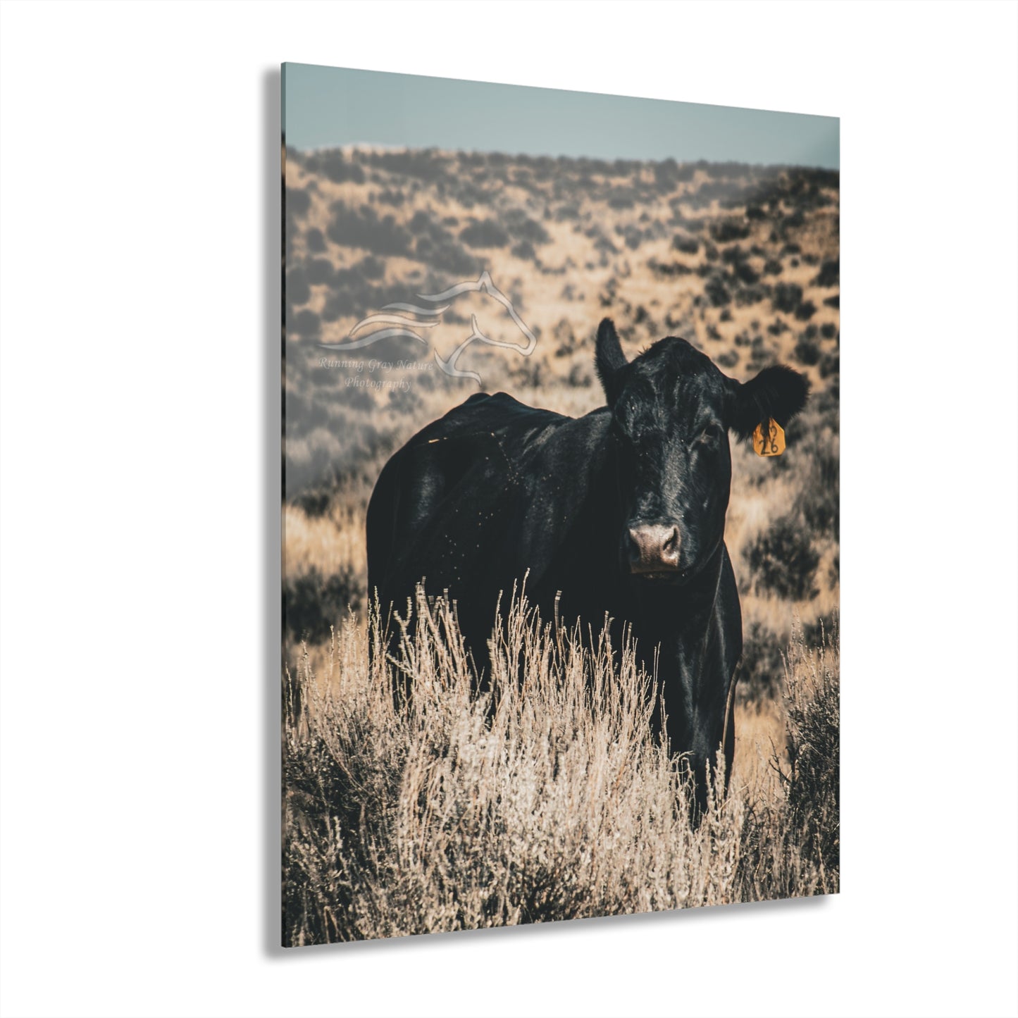 Black Angus Momma Acrylic