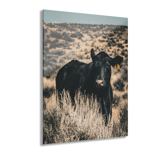Black Angus Momma Acrylic