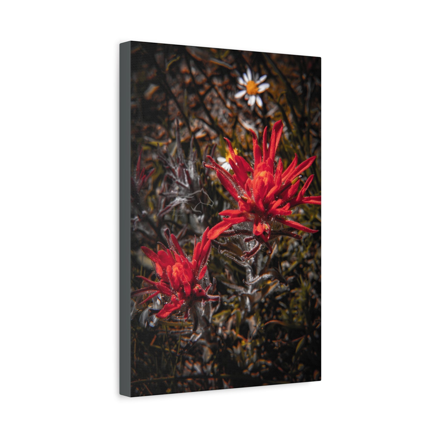 Black and Red Indian Paint Brush Canvas
