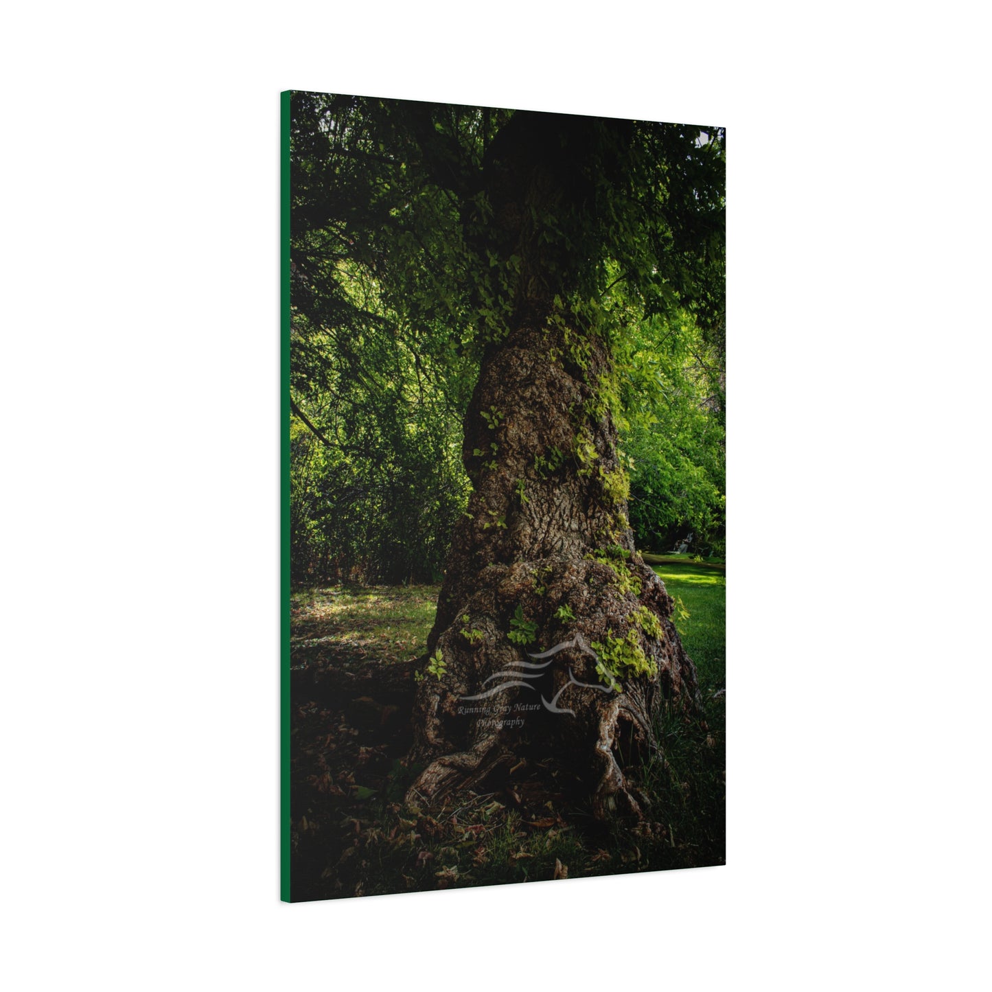 Natural Green Tree Canvas