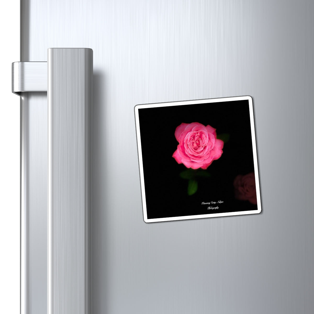 Pink Peace Rose Magnets