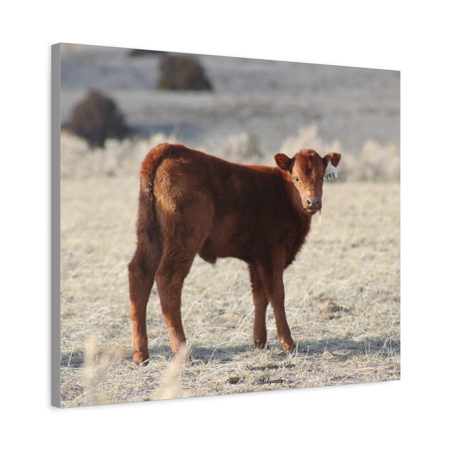 Baby Calf 198 Matte Canvas, Stretched, 1.25"