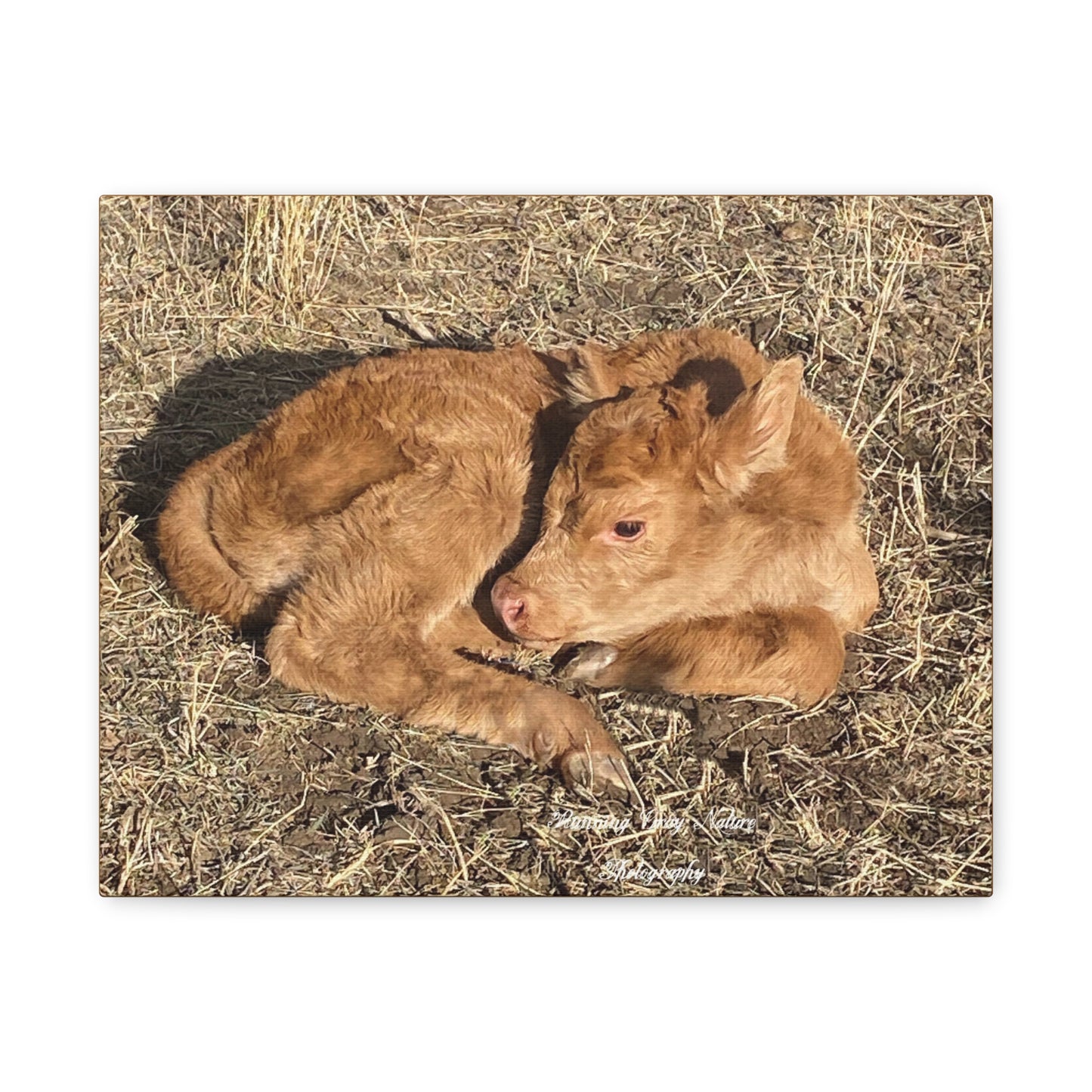 Baby Calf Matte Canvas, Stretched, 1.25"