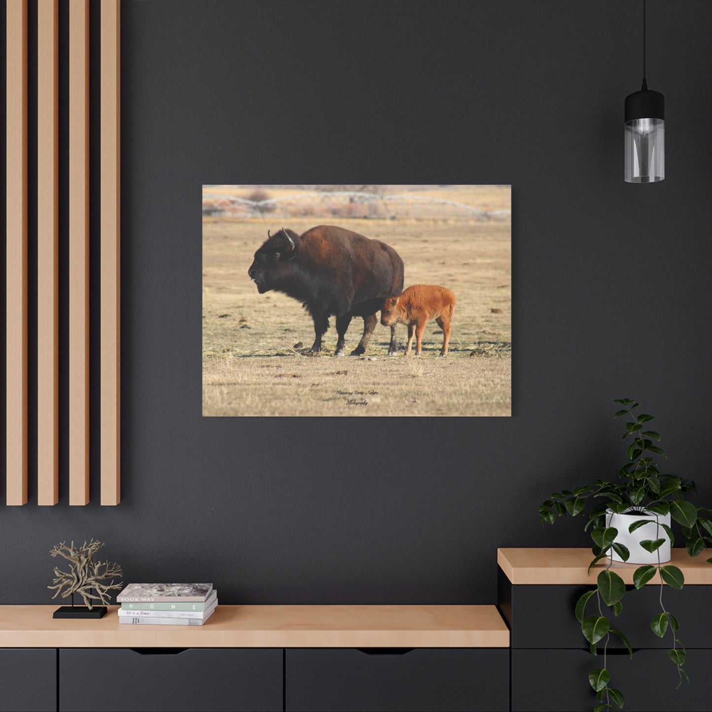 Momma and Baby Buffalo Matte Canvas, Stretched, 1.25"