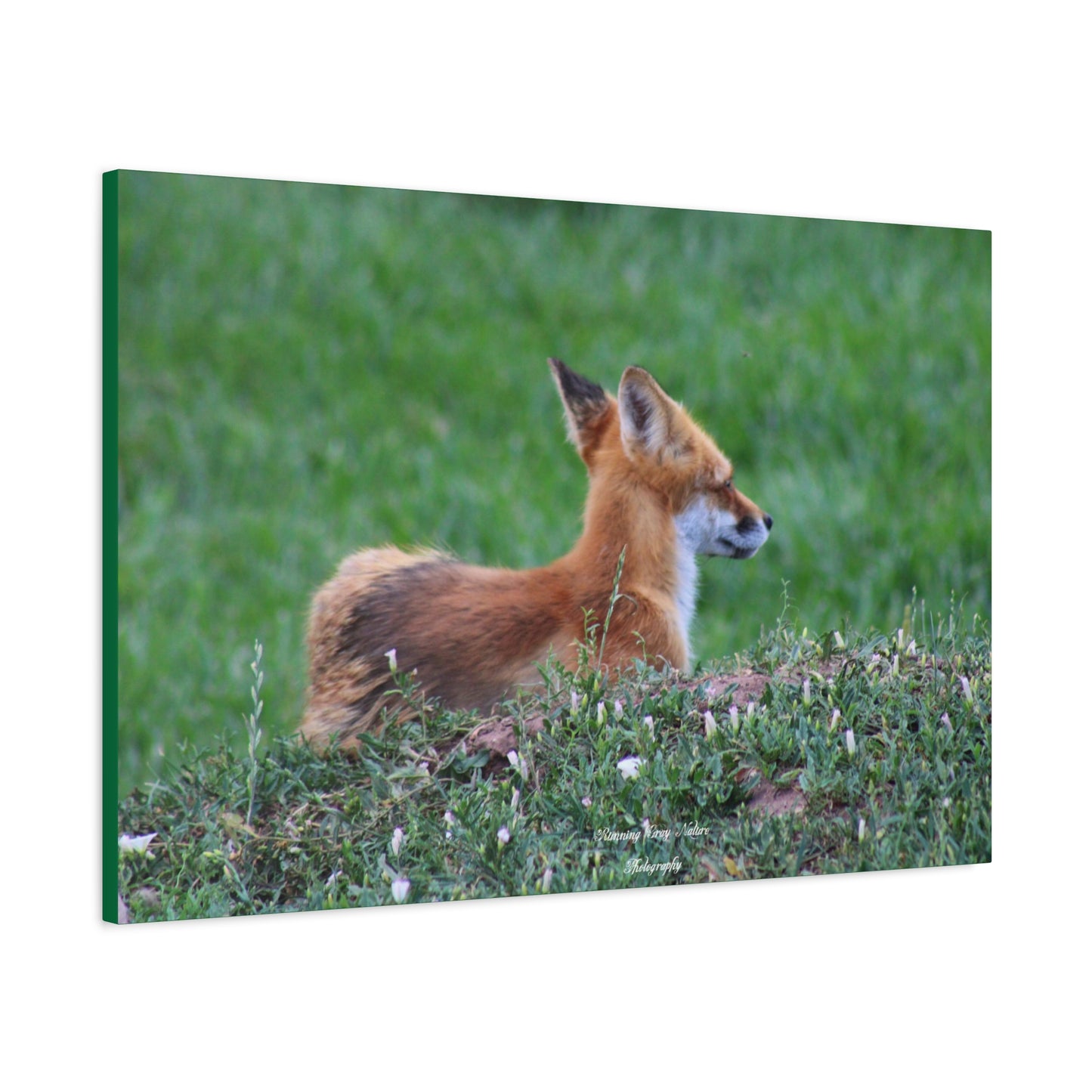 Red Tail Fox Matte Canvas, Stretched, 1.25"