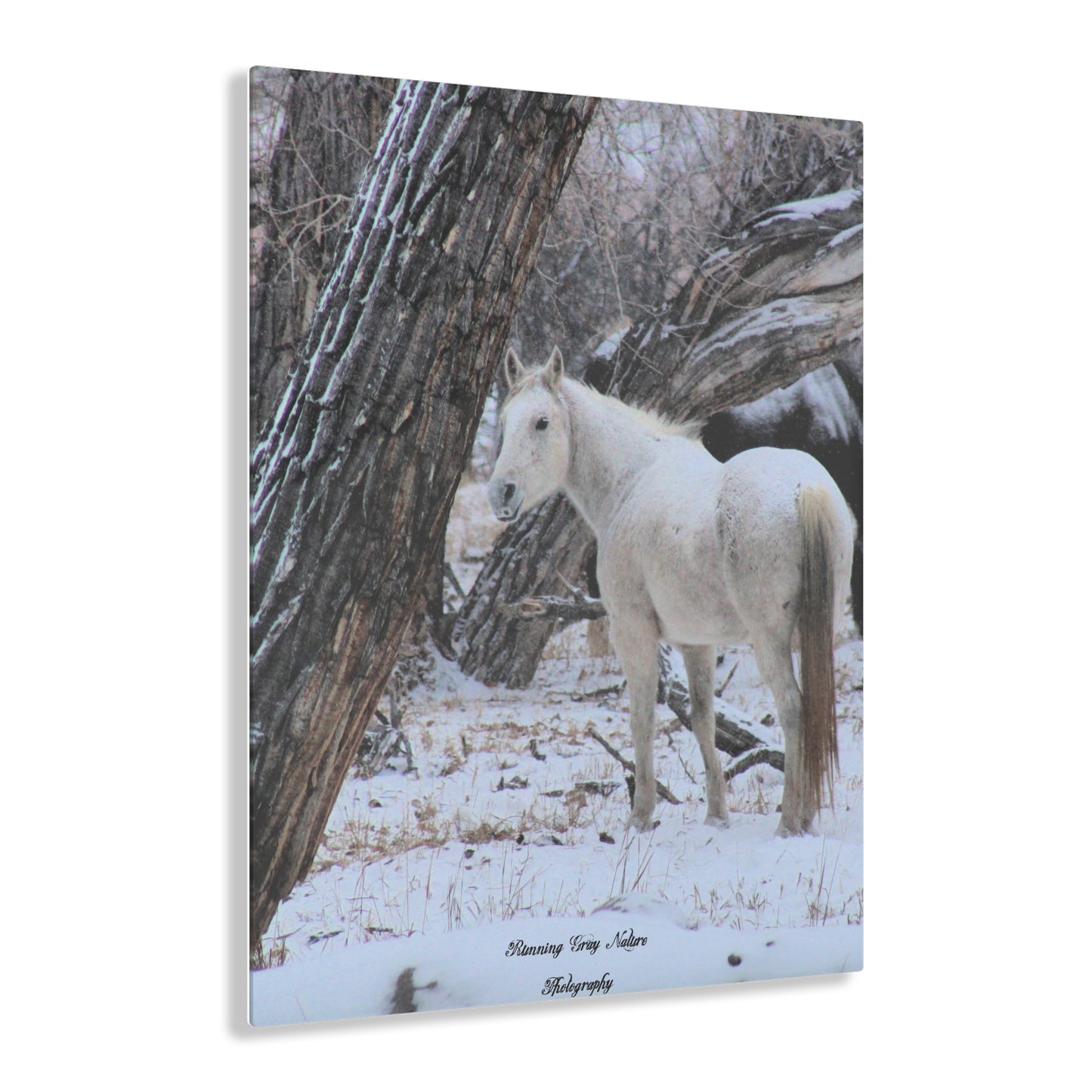 Winter White Horse Acrylic Prints