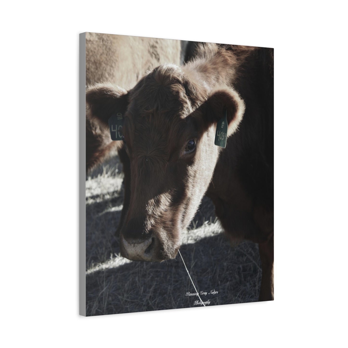 Momma Cow 4059 Matte Canvas, Stretched, 1.25"