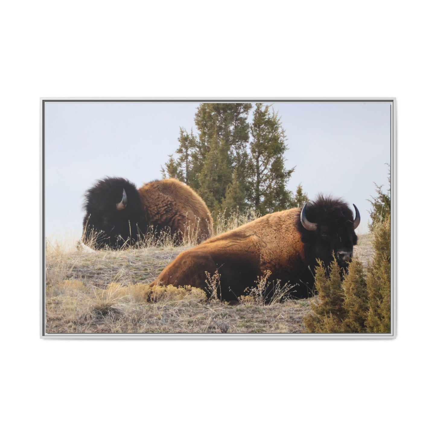 Two Bull Buffalo Framed Canvas