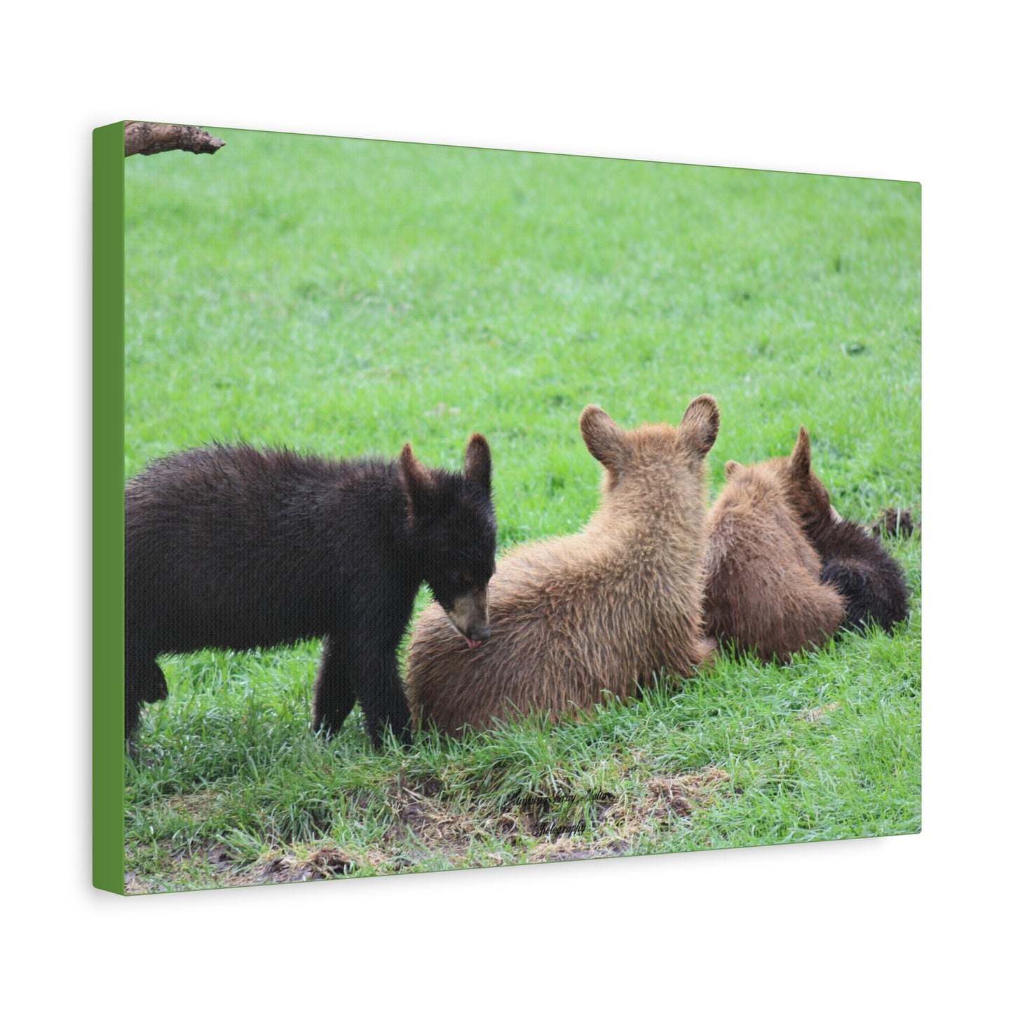 Four Cub Pile Up Matte Canvas, Stretched, 1.25"