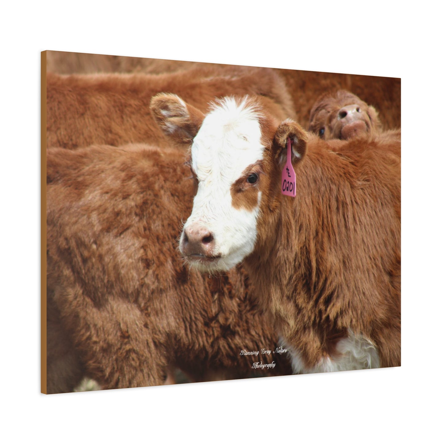 Red, White-Faced Calf Matte Canvas, Stretched, 1.25"