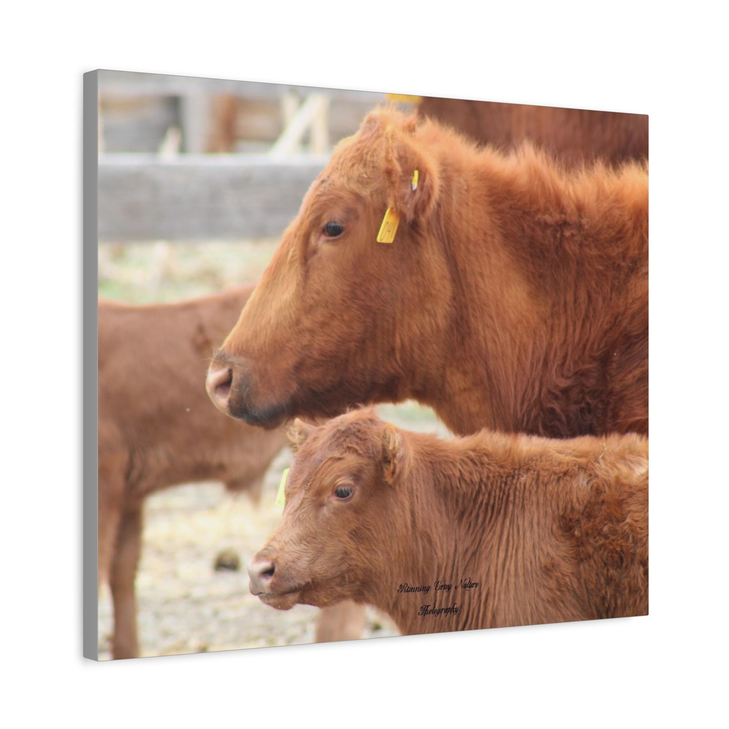 Momma and Baby Calf Matte Canvas, Stretched, 1.25"