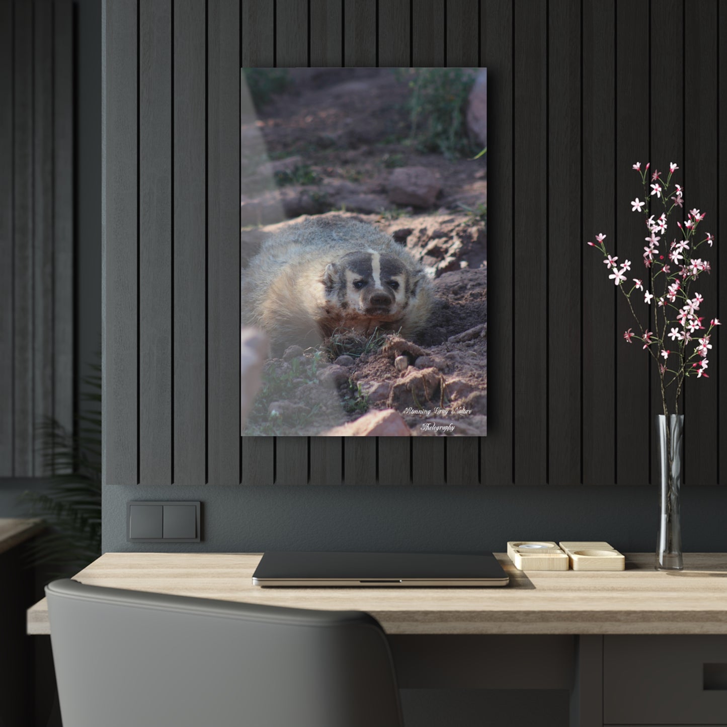 Badger Acrylic Prints