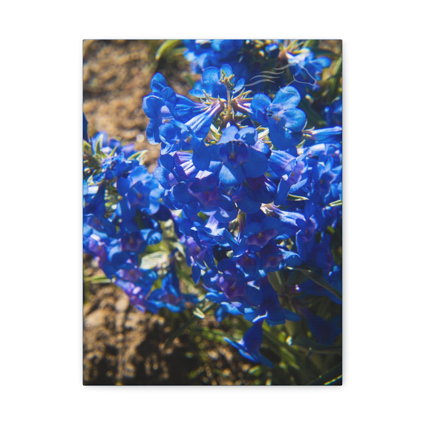 Rocky Mountain Beardtongue Canvas