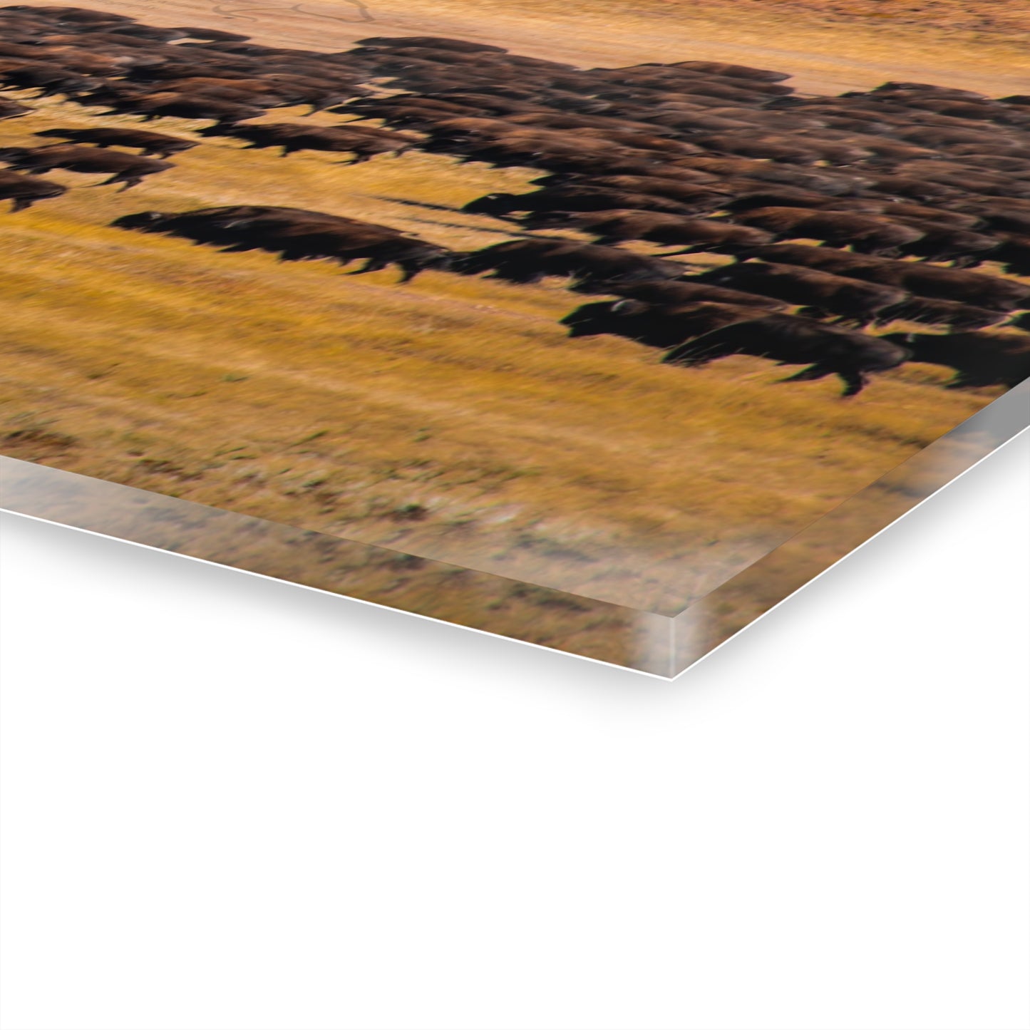 Buffalo all Gathered Acrylic