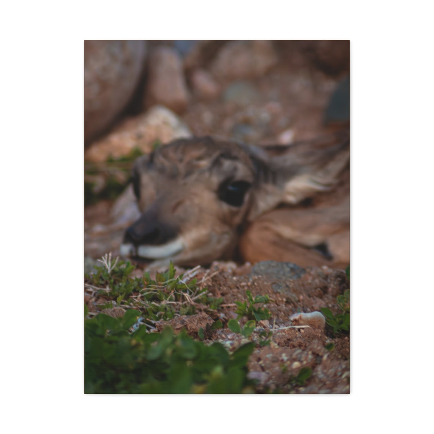 Gentle Antelope Fawn Canvas