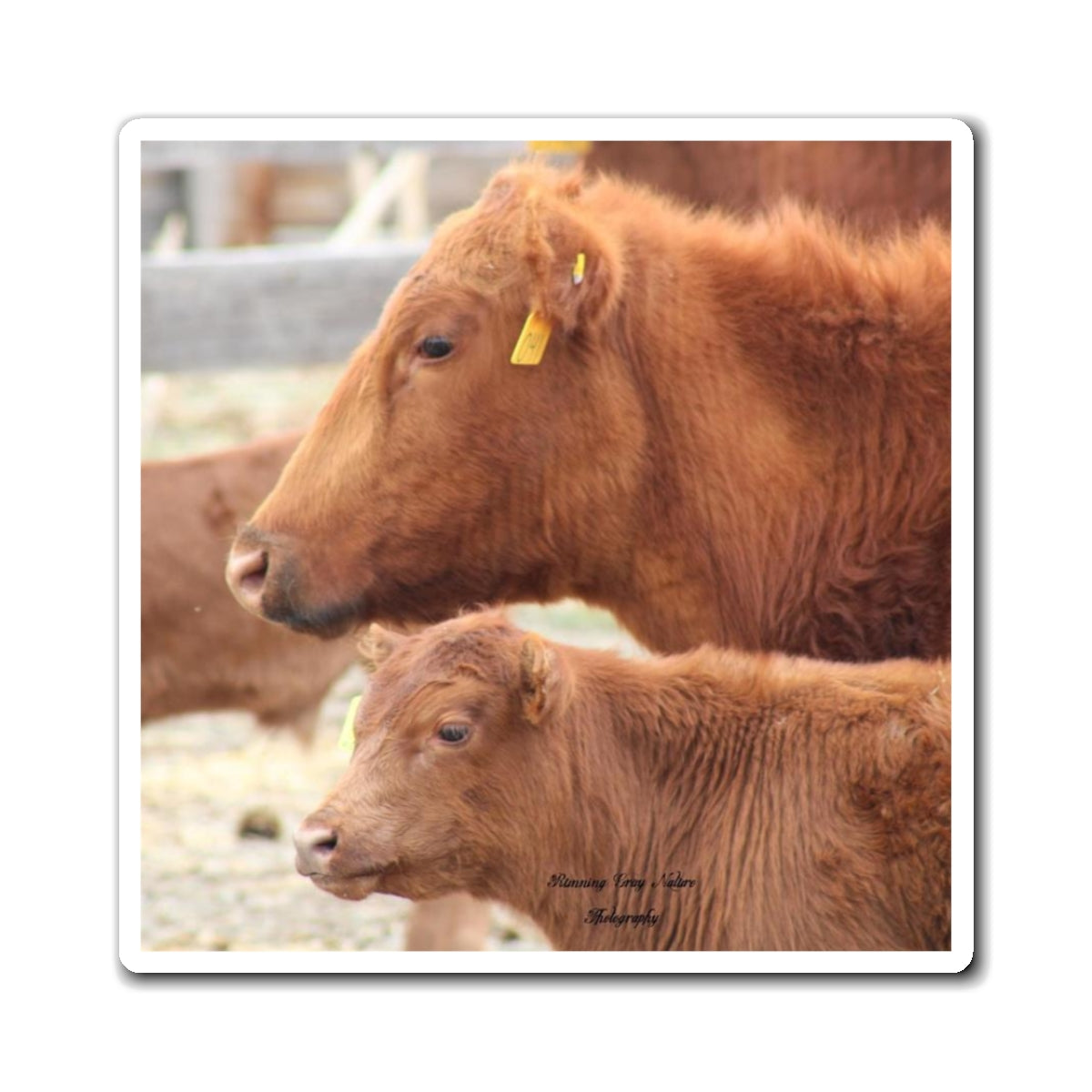 Momma and Baby Calf Magnets