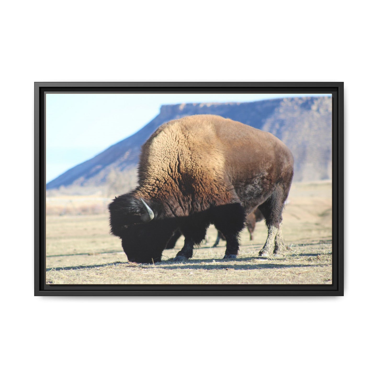 Big Daddy Buffalo Framed Canvas