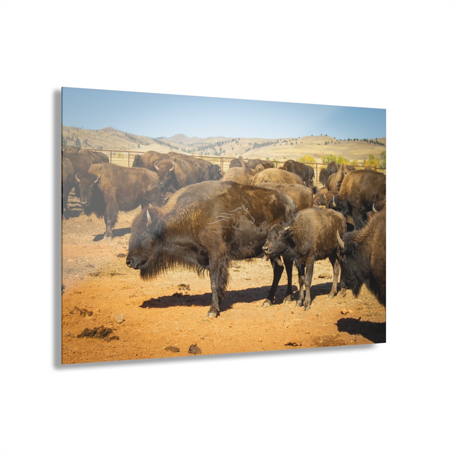 Momma and Baby Buffalo Acrylic