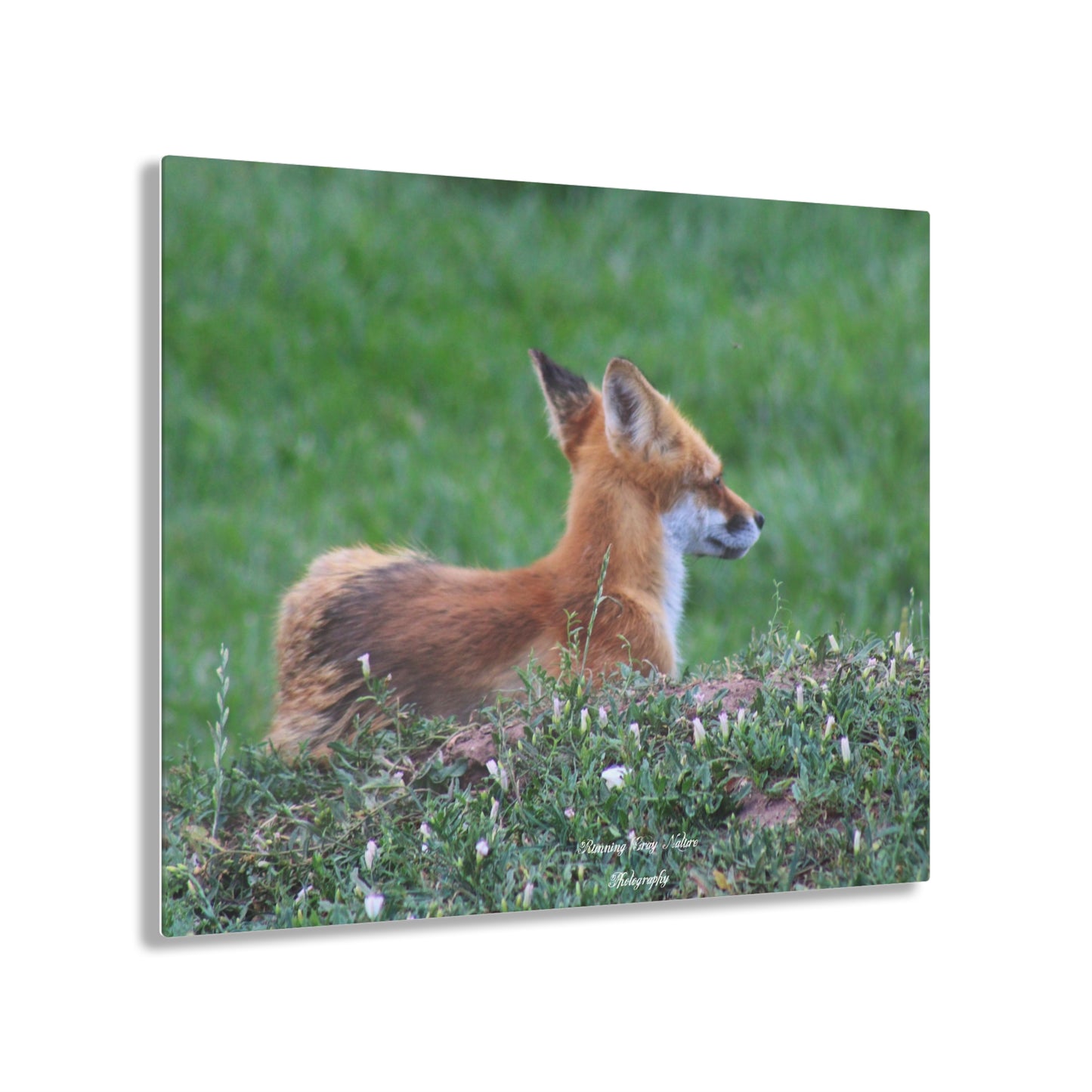 Red Tail Fox Acrylic Prints