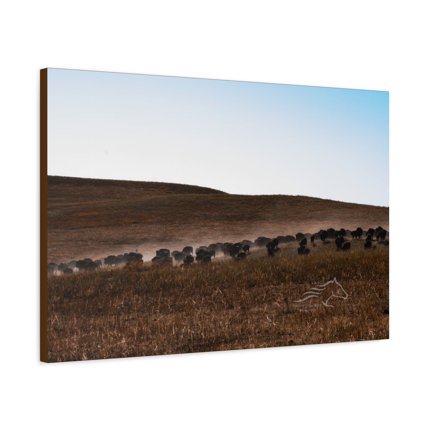 Buffalo Herd Canvas