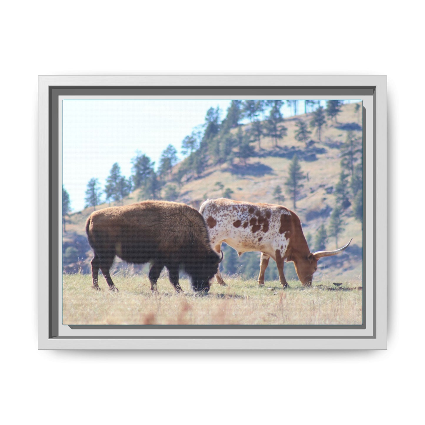 Long Horn and Buffalo Framed Canvas