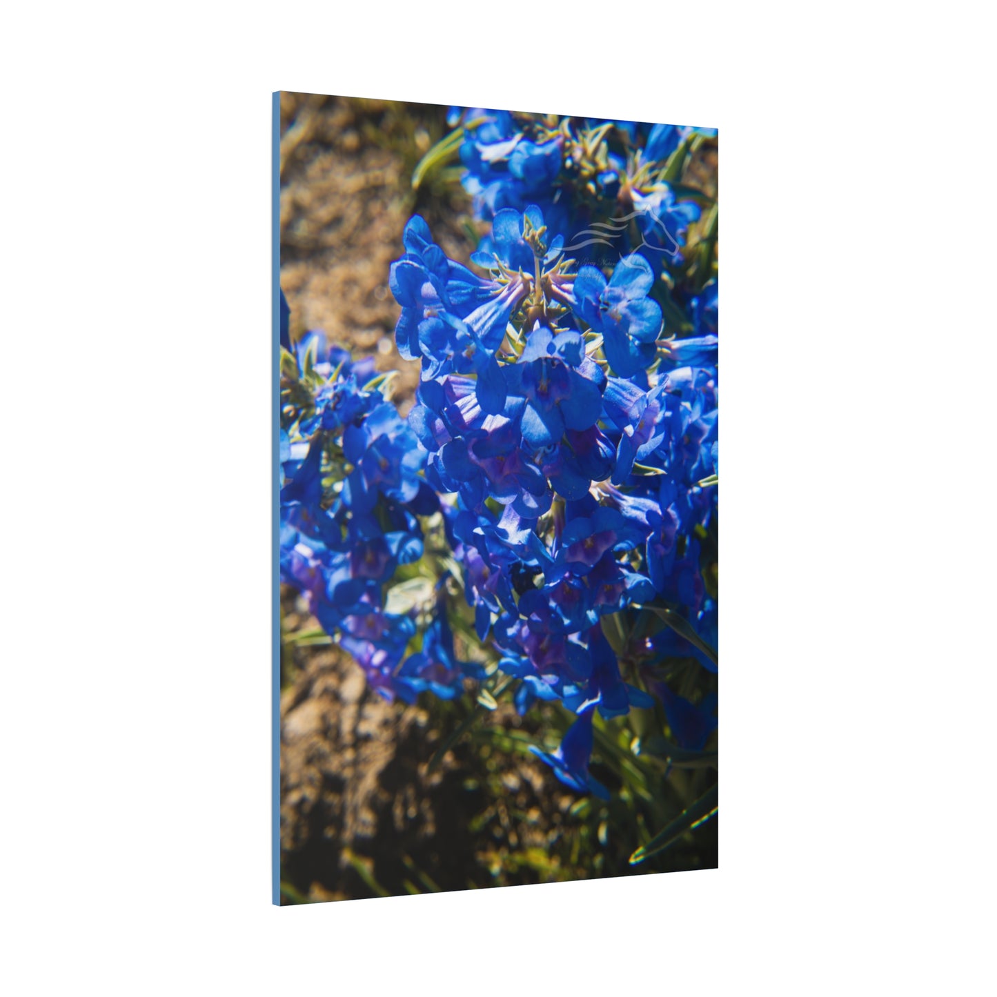 Rocky Mountain Beardtongue Canvas