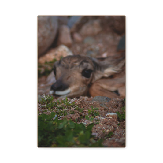 Gentle Antelope Fawn Canvas