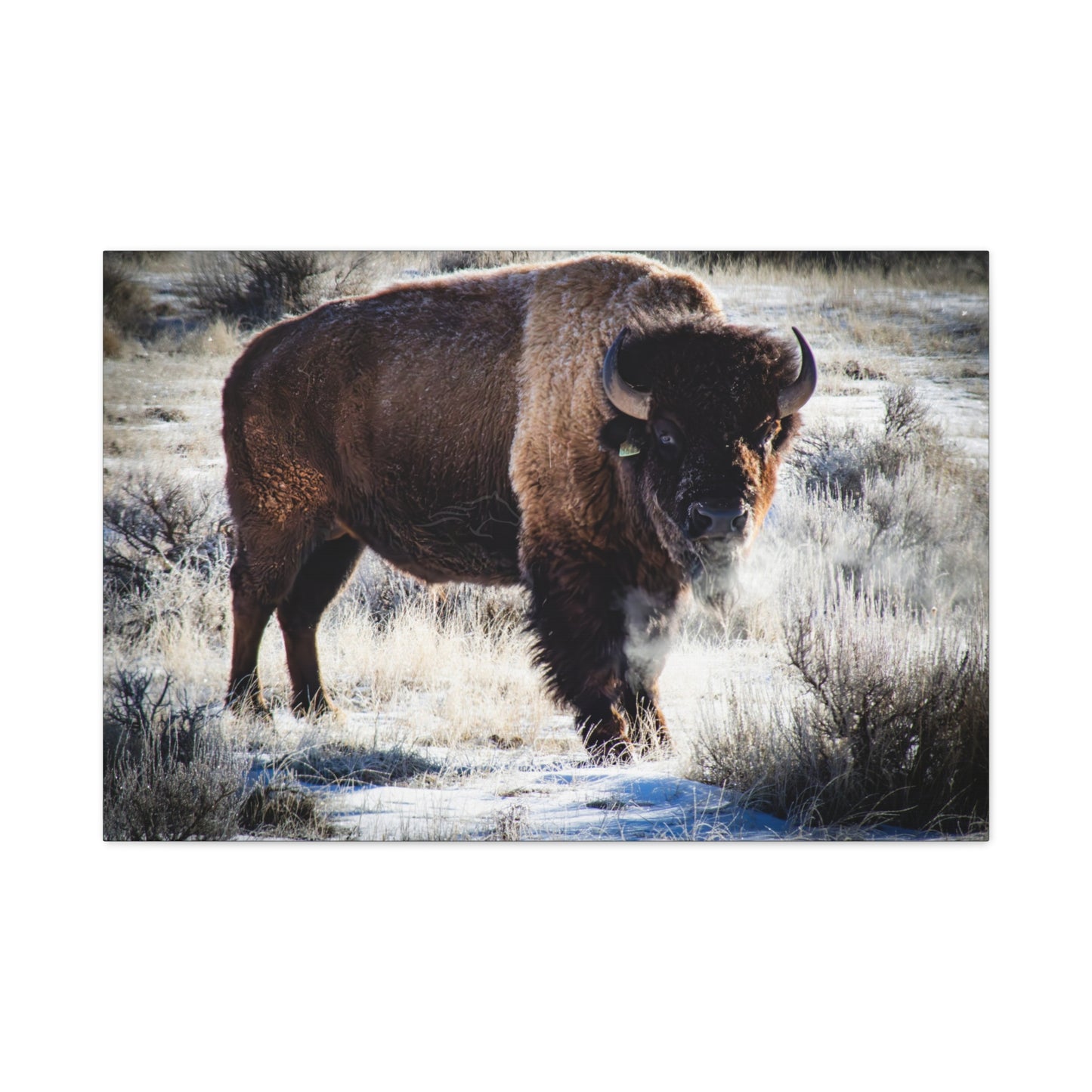 Early Morning Buffalo Canvas