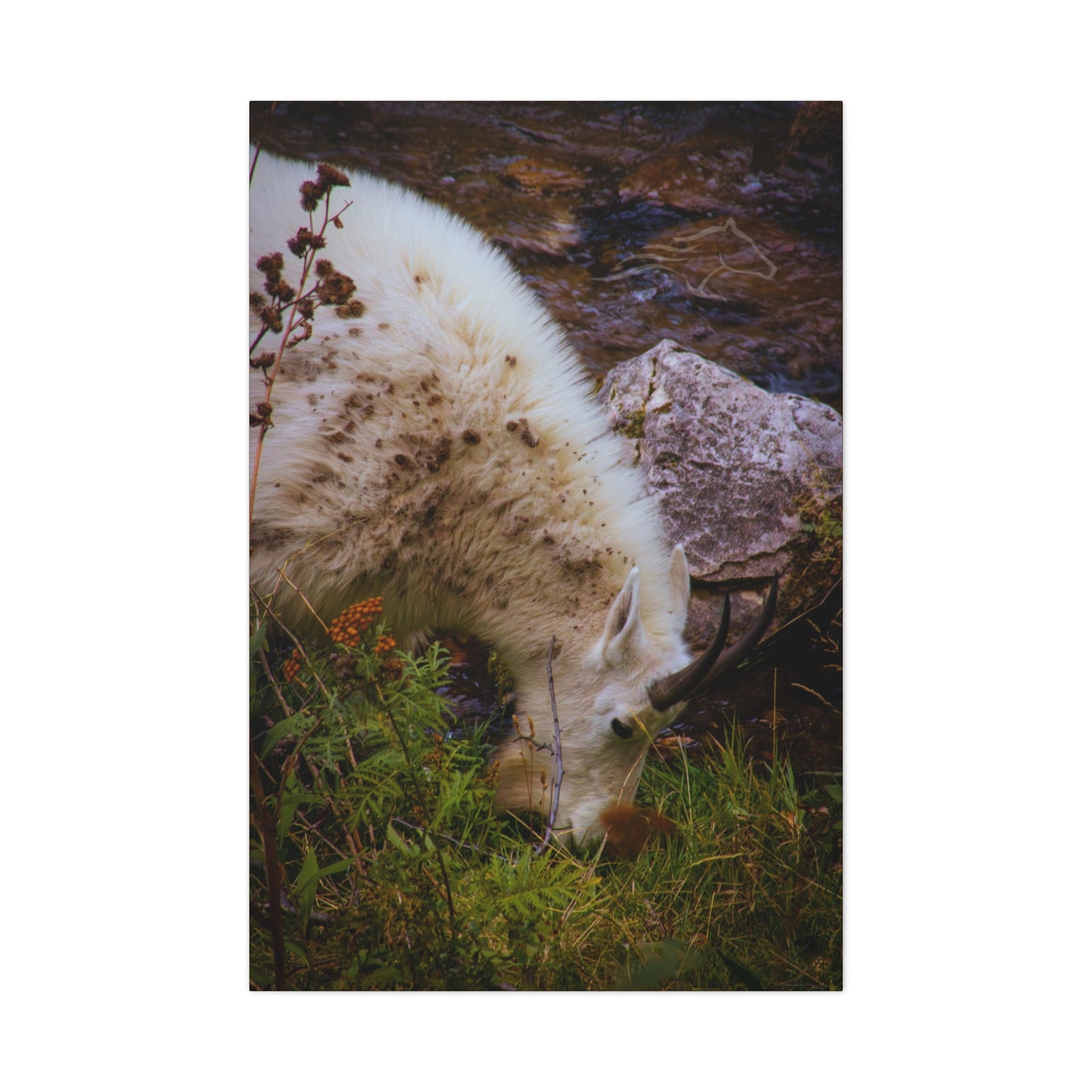 Mountain Goat Canvas