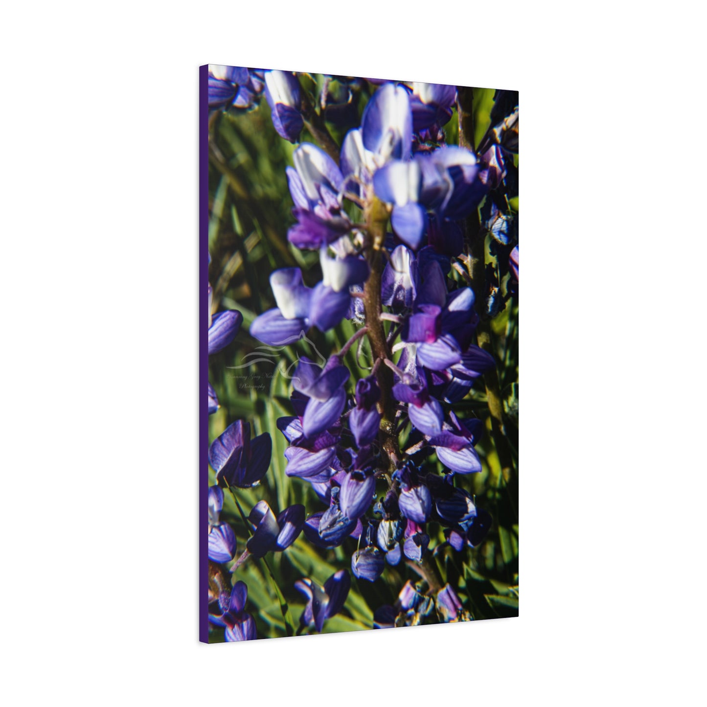 Arctic Lupine Canvas