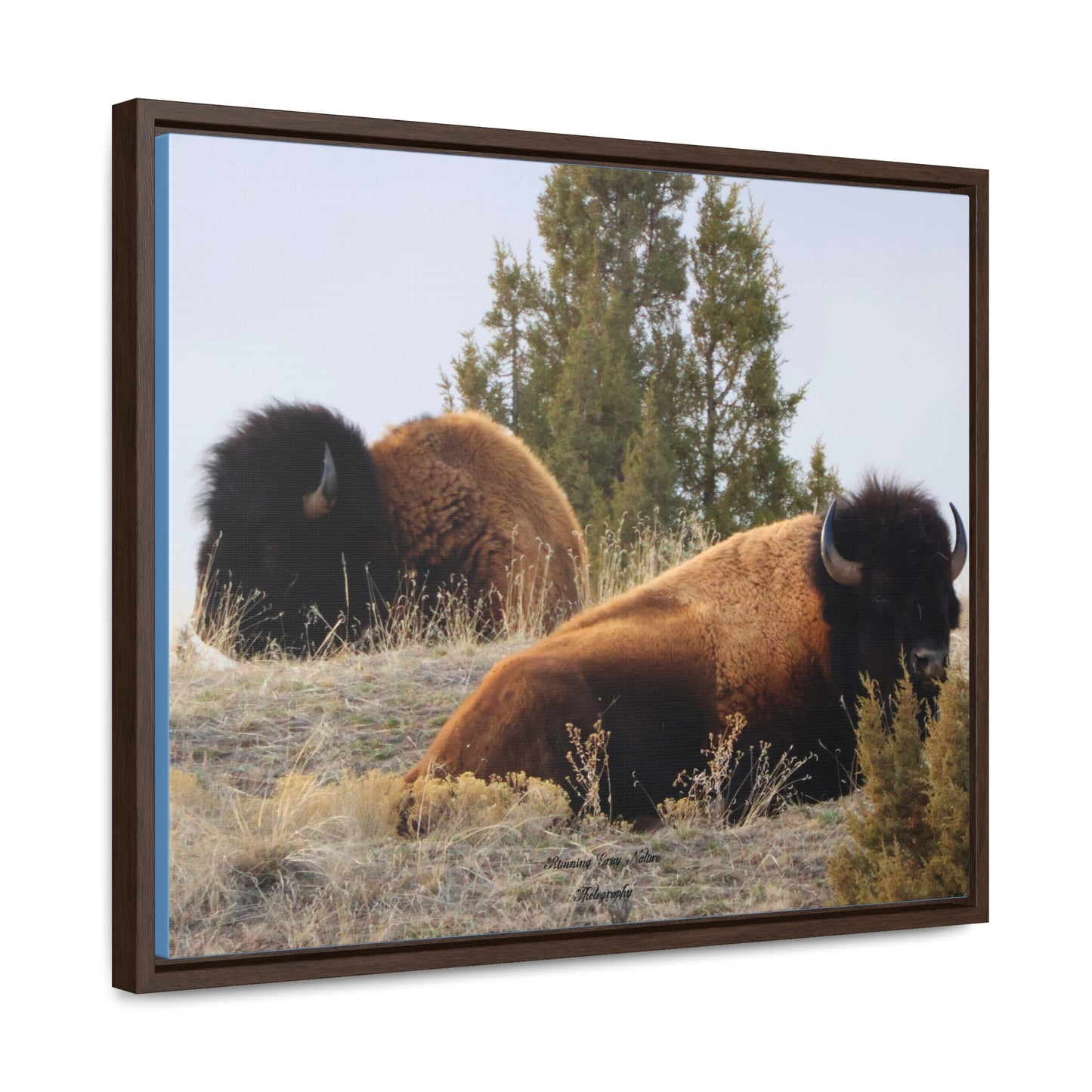 Two Bull Buffalo Gallery Canvas Wraps, Horizontal Frame