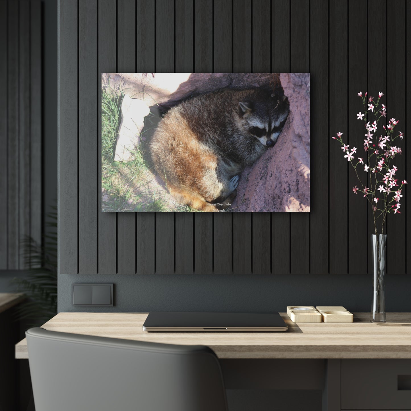 Sleeping Racoon Acrylic Prints