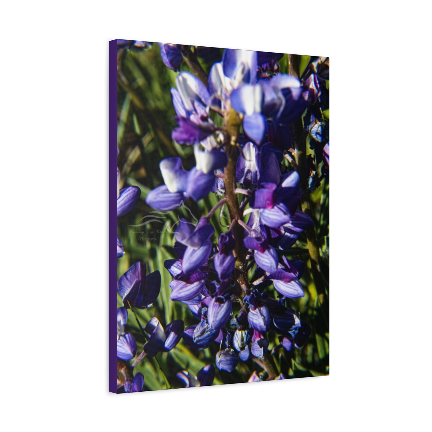 Arctic Lupine Canvas