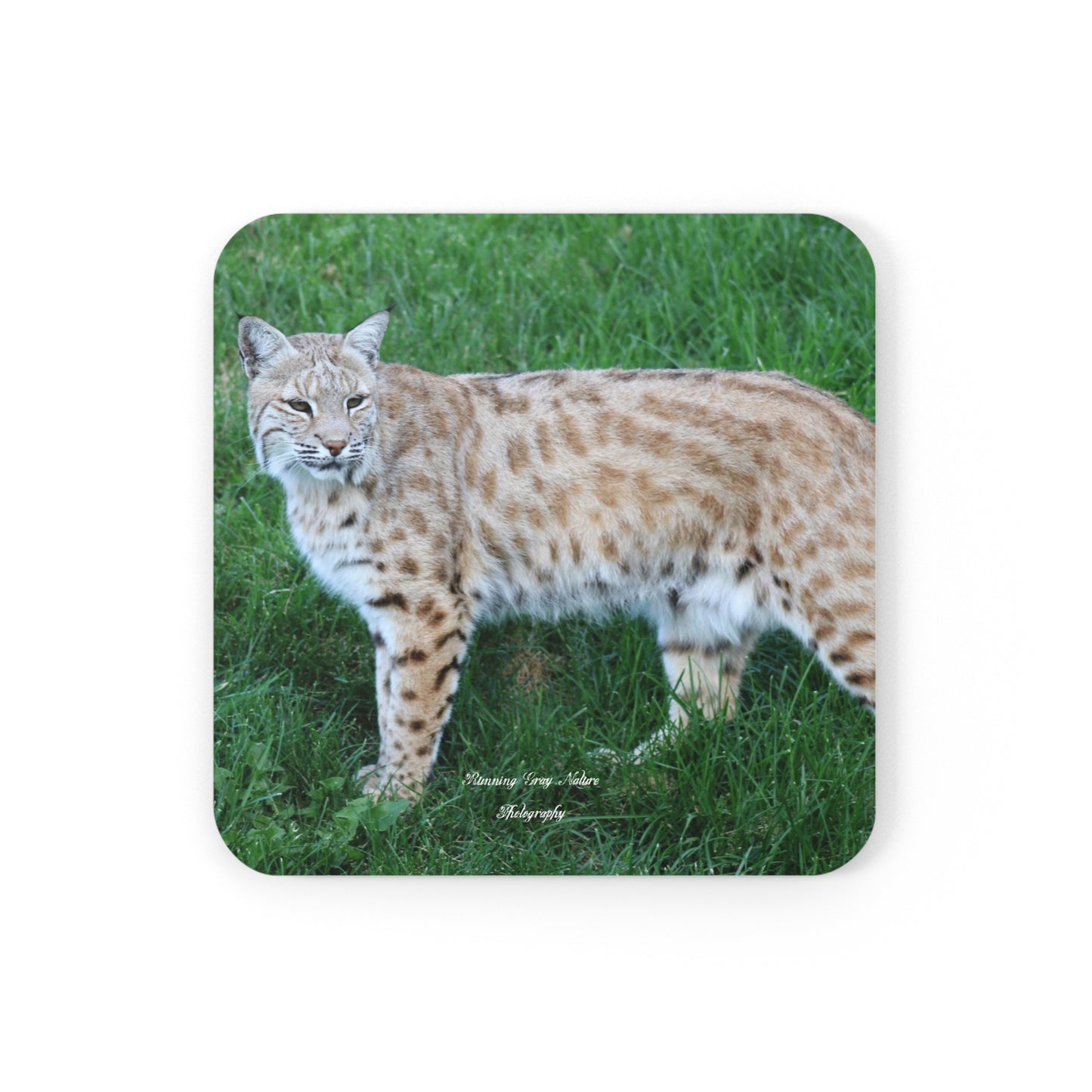 Bobcat Corkwood Coaster Set