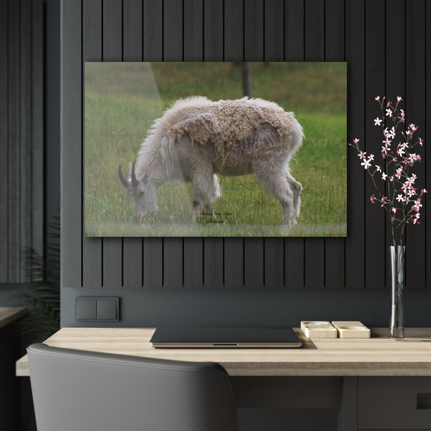 Mountain Goat Acrylic Prints