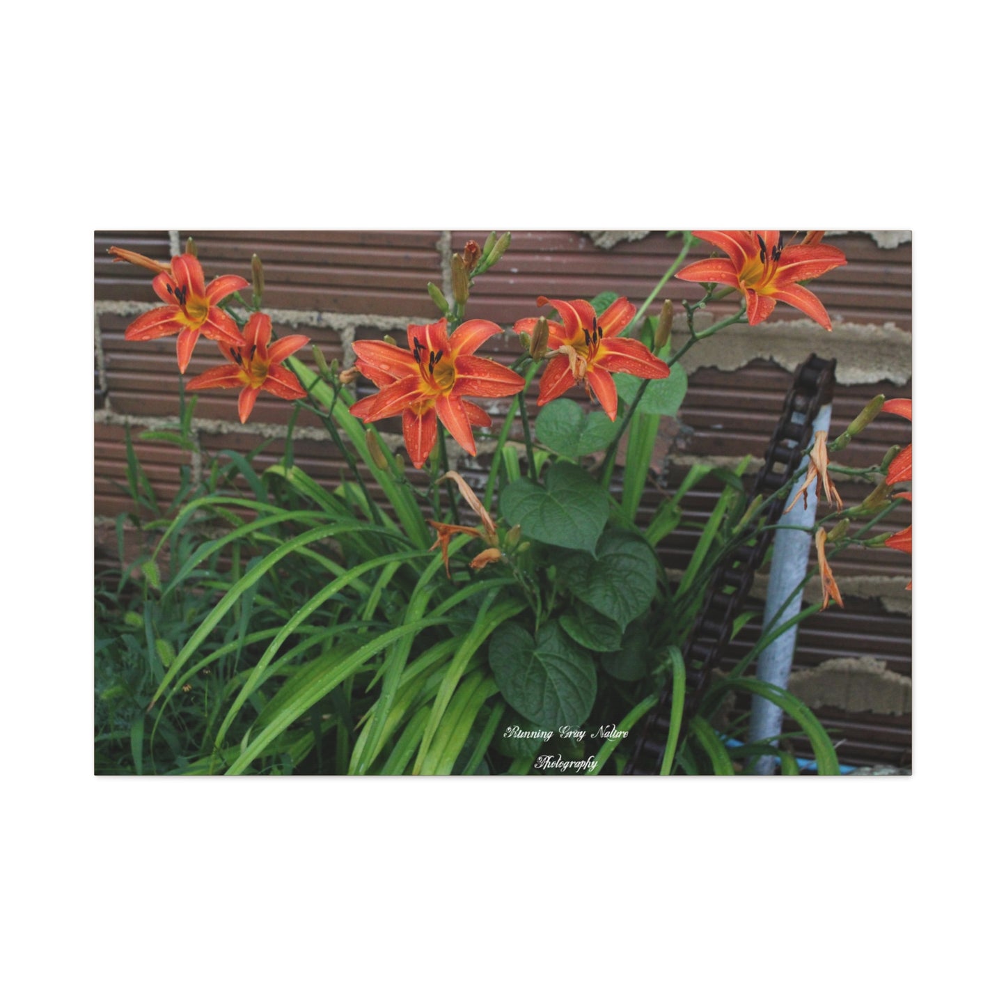 Orange Tiger Day Lily Matte Canvas, Stretched, 1.25"