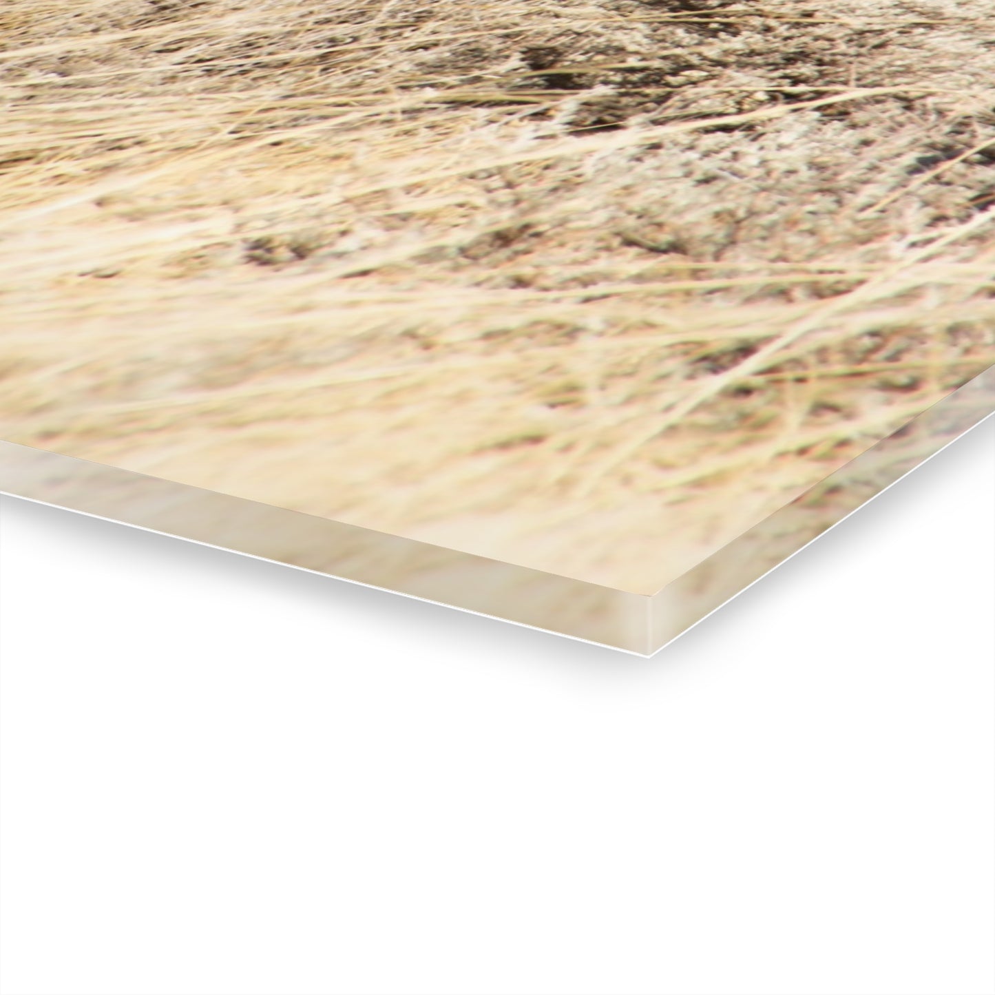 Monkey in the Middle Acrylic