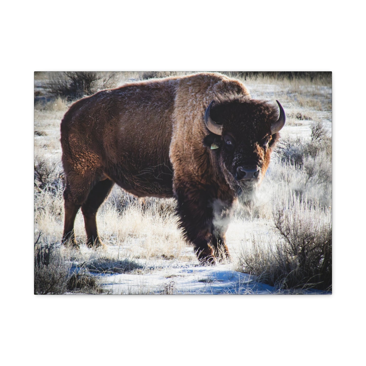 Early Morning Buffalo Canvas