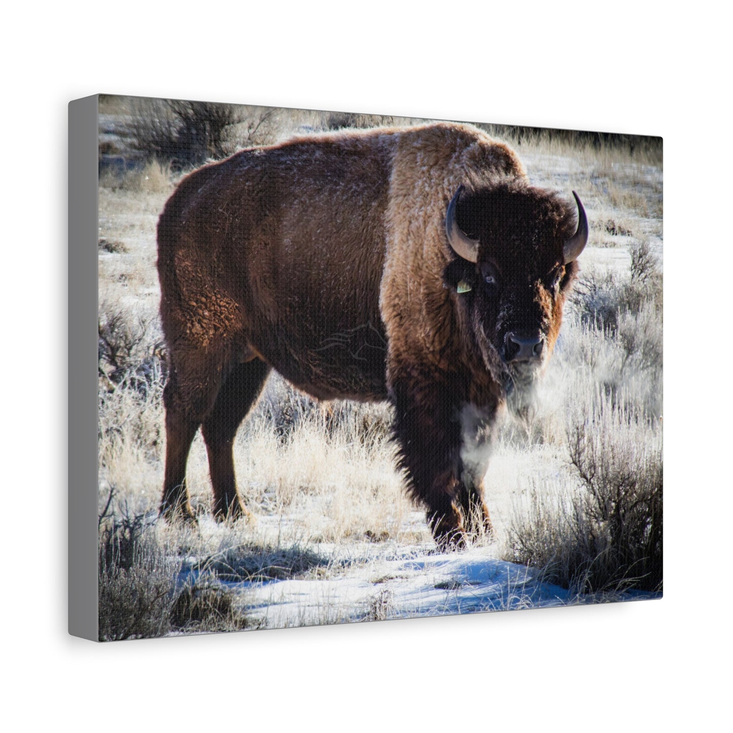Early Morning Buffalo Canvas