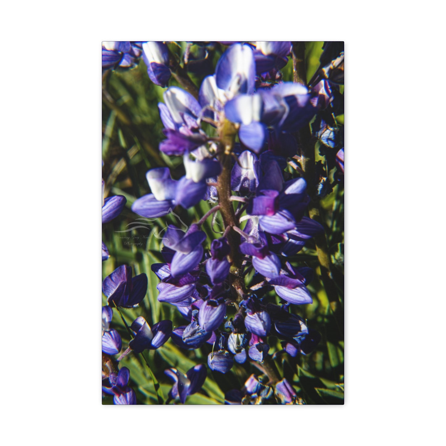 Arctic Lupine Canvas