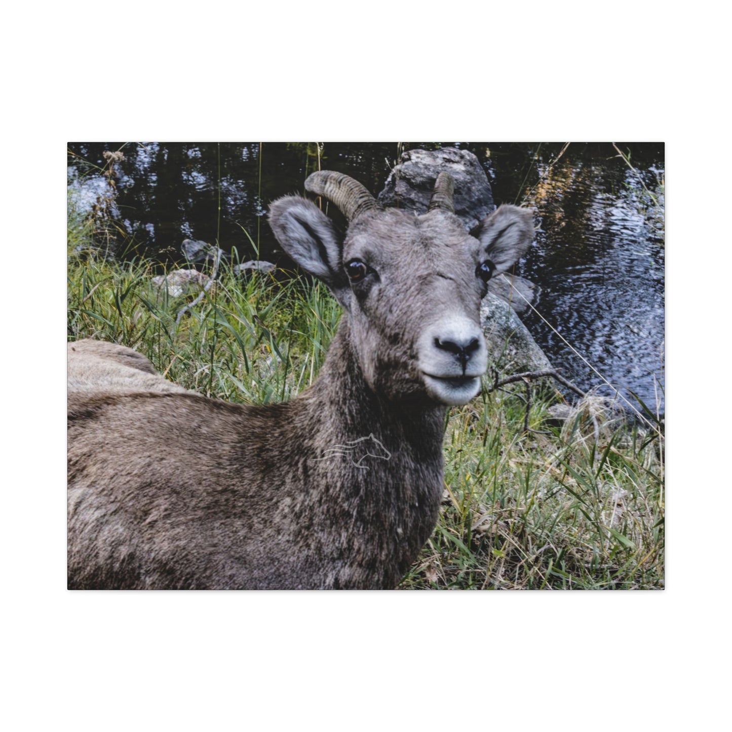 Big Horn Sheep Canvas