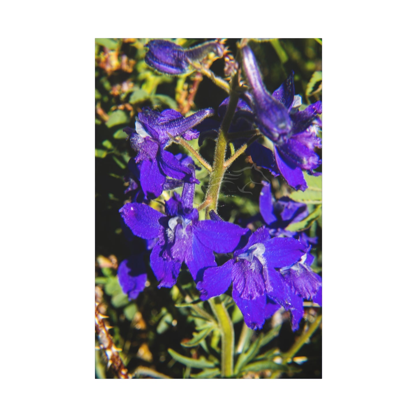 Royal Larkspar Canvas