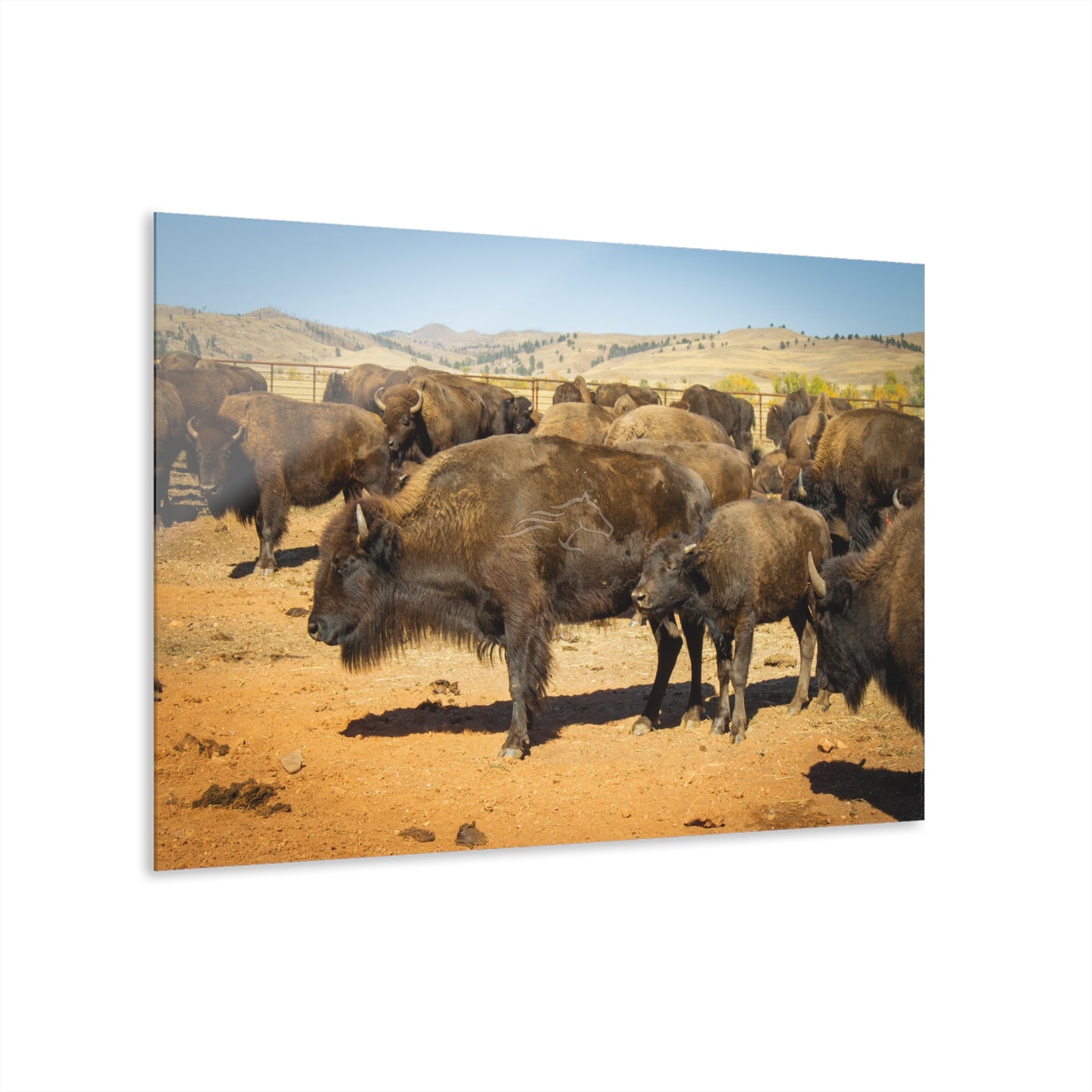 Momma and Baby Buffalo Acrylic