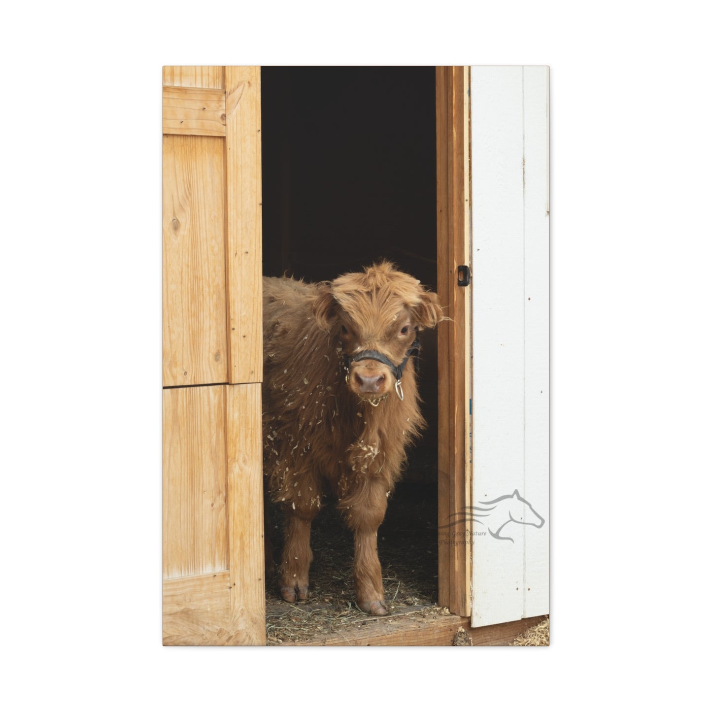 Little Highlander Canvas