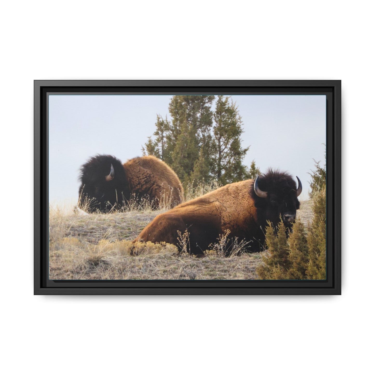 Two Bull Buffalo Framed Canvas