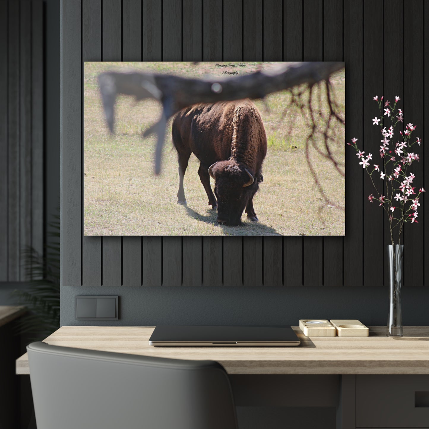 Buffalo Acrylic Prints