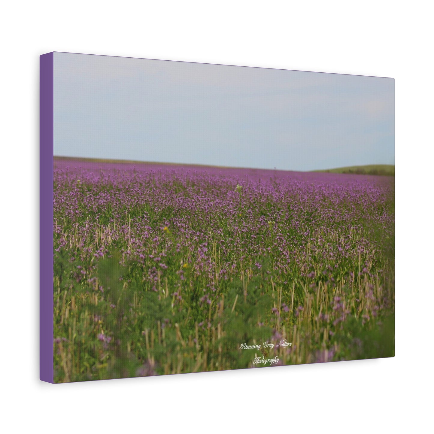 Purple Dead Nettle Field Matte Canvas, Stretched, 1.25"