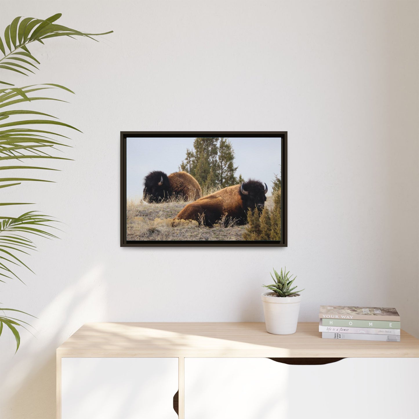 Two Bull Buffalo Framed Canvas